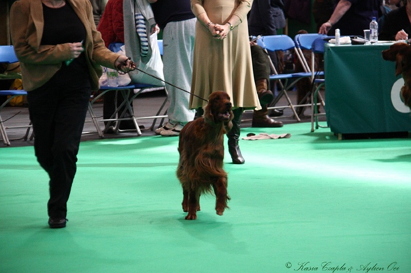 Crufts2011 507.jpg